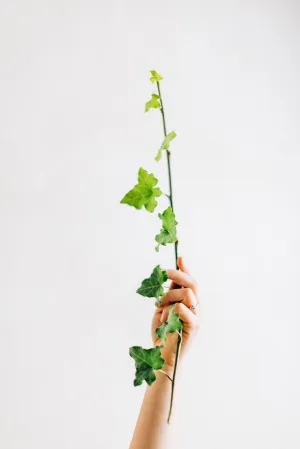 Botanical Breathwork 1:1 Session
