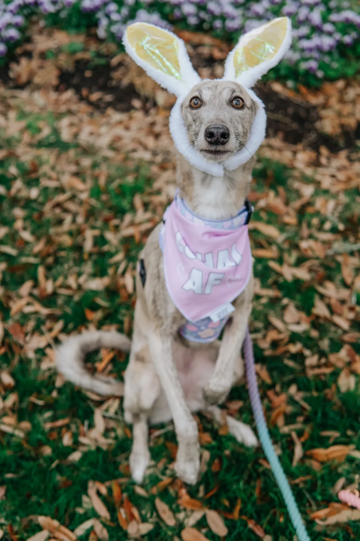 Dog Bandana - Loyal AF