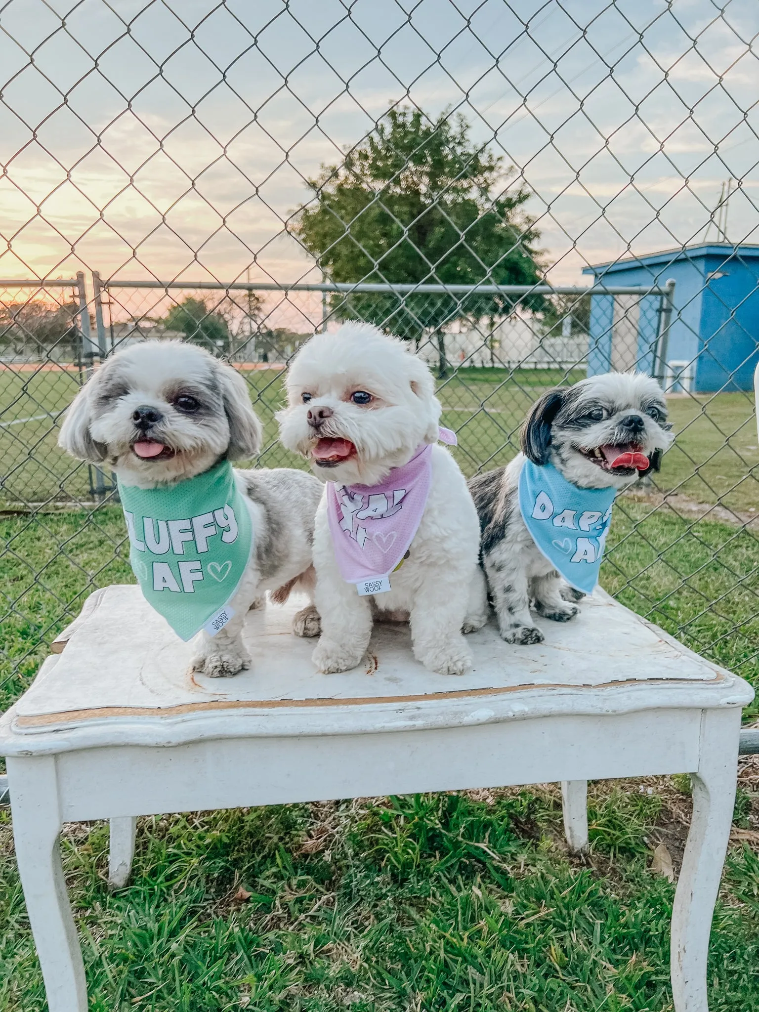 Dog Bandana - Loyal AF