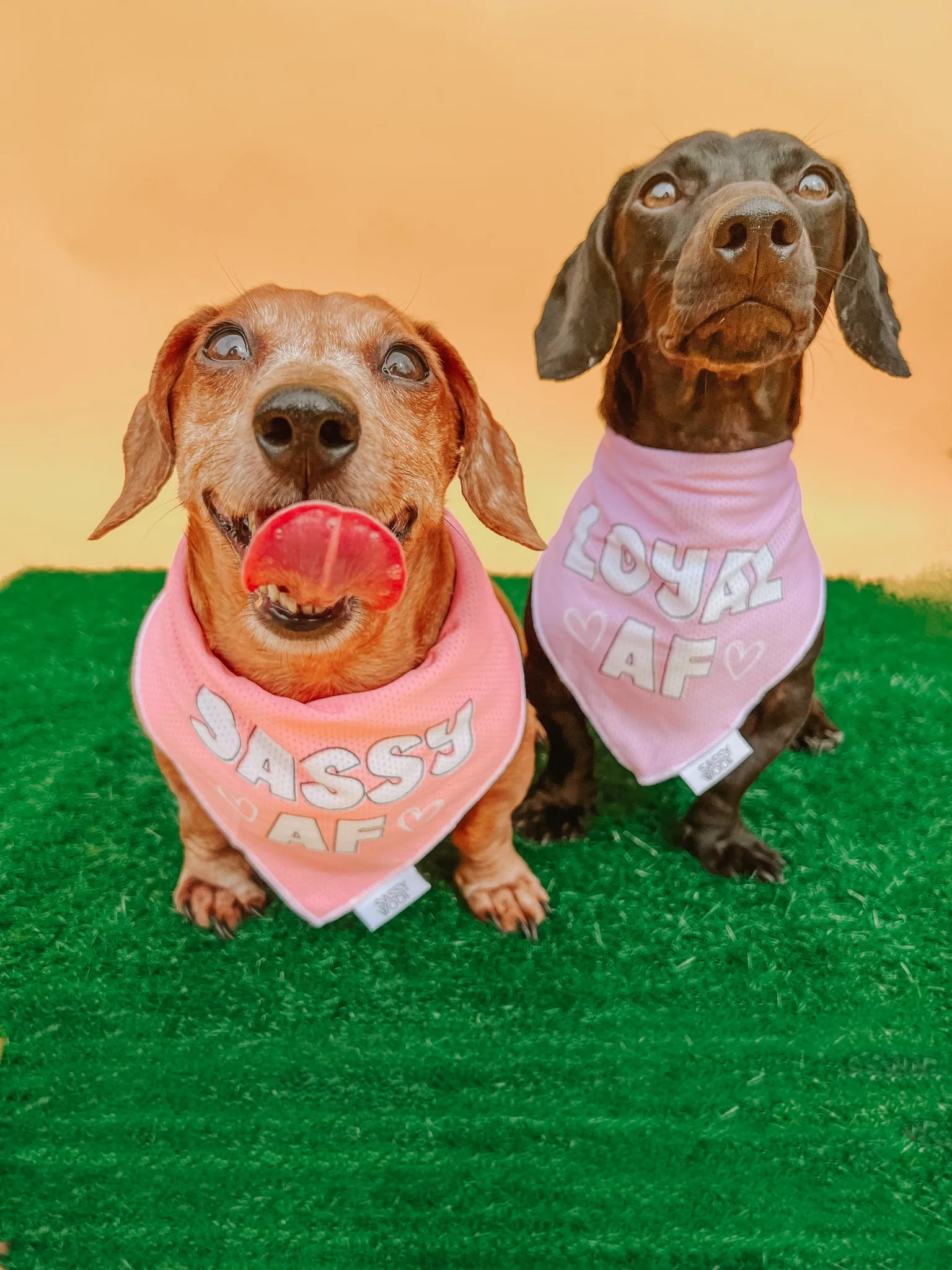 Dog Bandana - Loyal AF