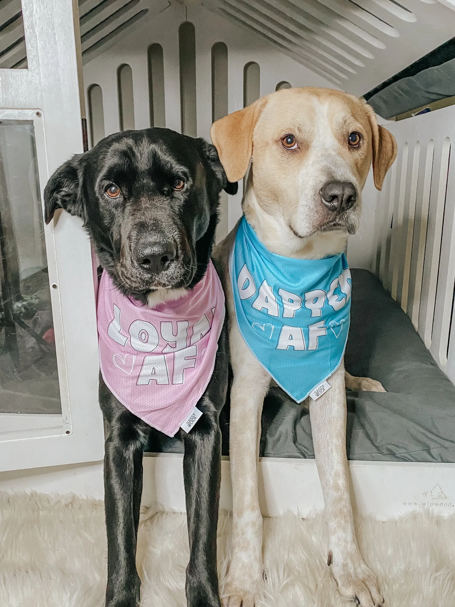 Dog Bandana - Loyal AF