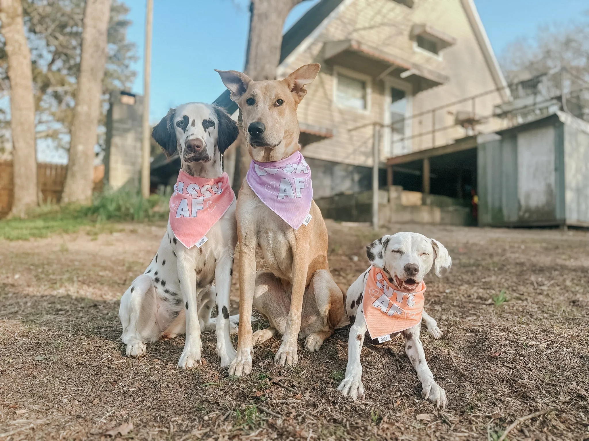 Dog Bandana - Loyal AF