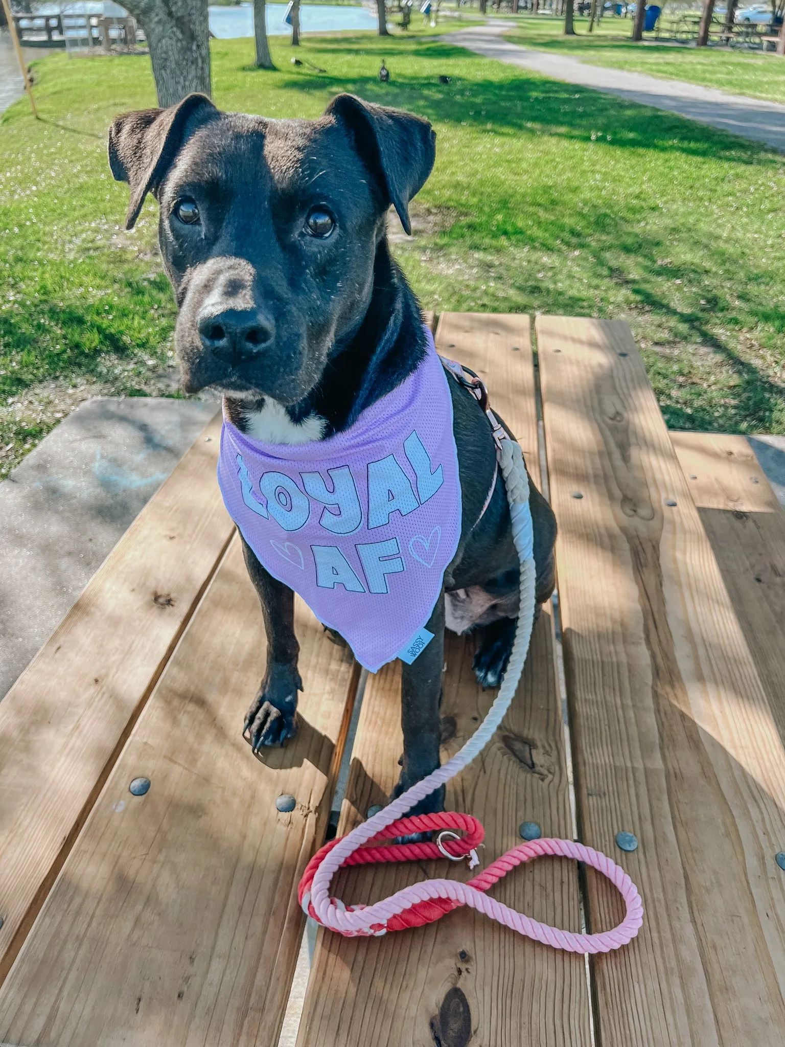 Dog Bandana - Loyal AF