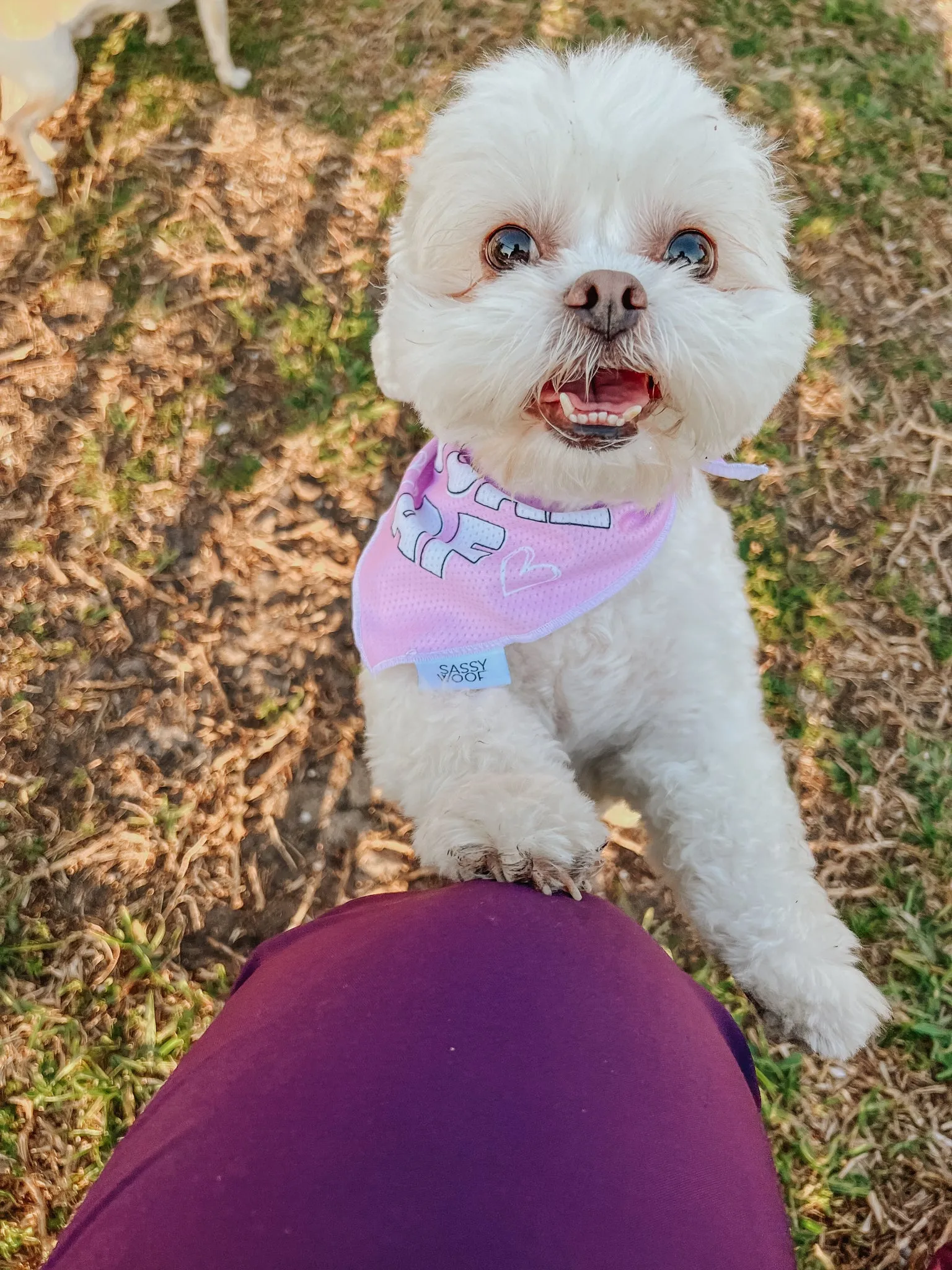 Dog Bandana - Loyal AF