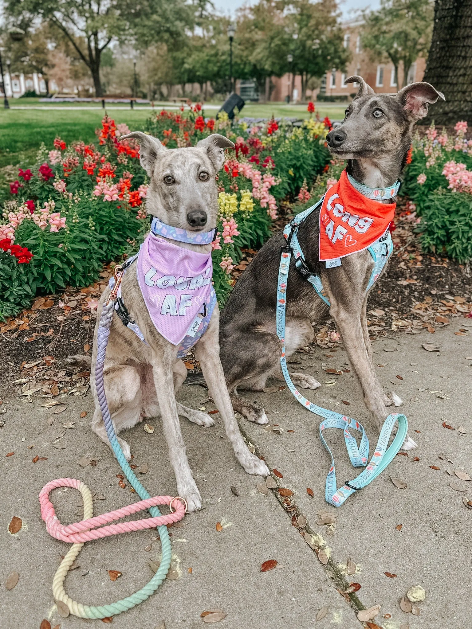 Dog Bandana - Loyal AF